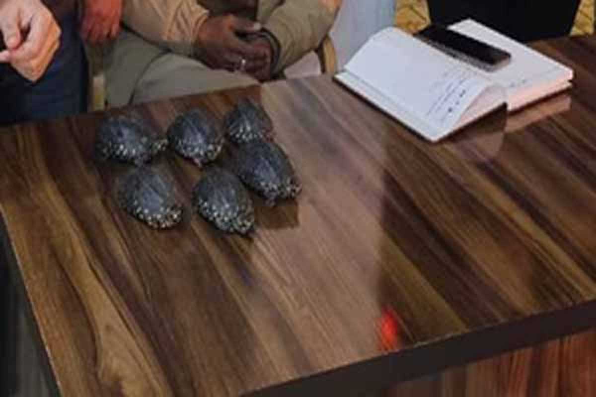 गाजियाबाद में तस्करी कर लाए गए प्रतिबंधित ब्लैक स्पॉट कछुए बरामद